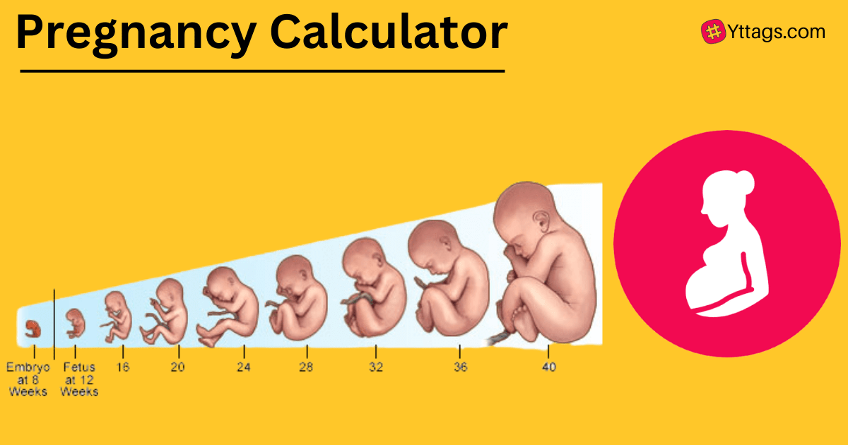 Pregnancy Calculator